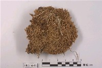 藏品(白髮苔屬)的圖片